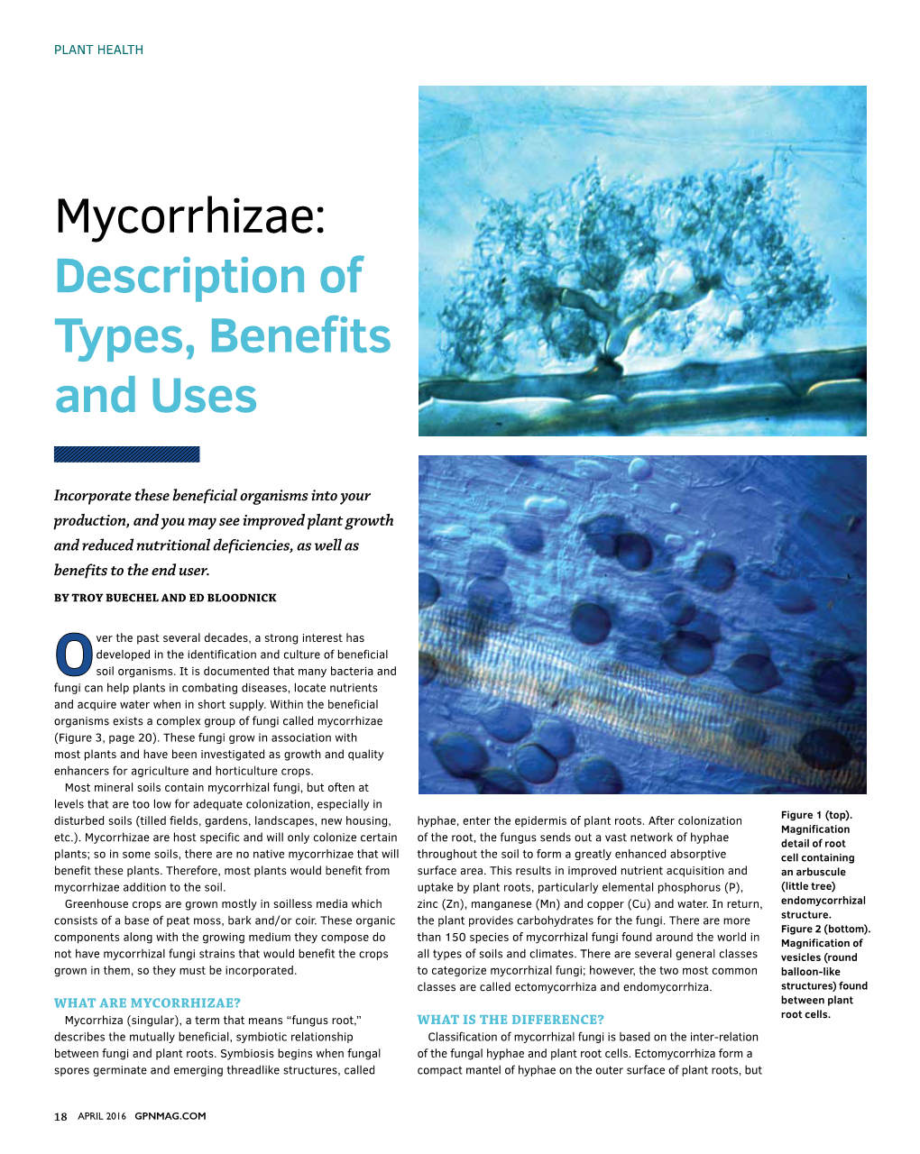 Mycorrhizae: Description of Types, Benefits and Uses