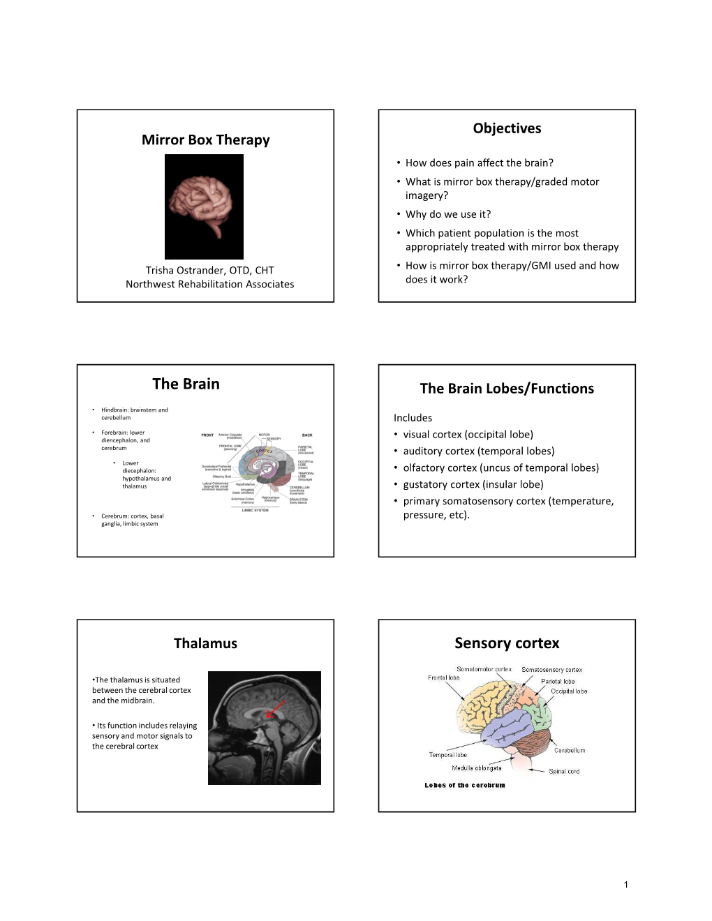 The Brain Sensory Cortex