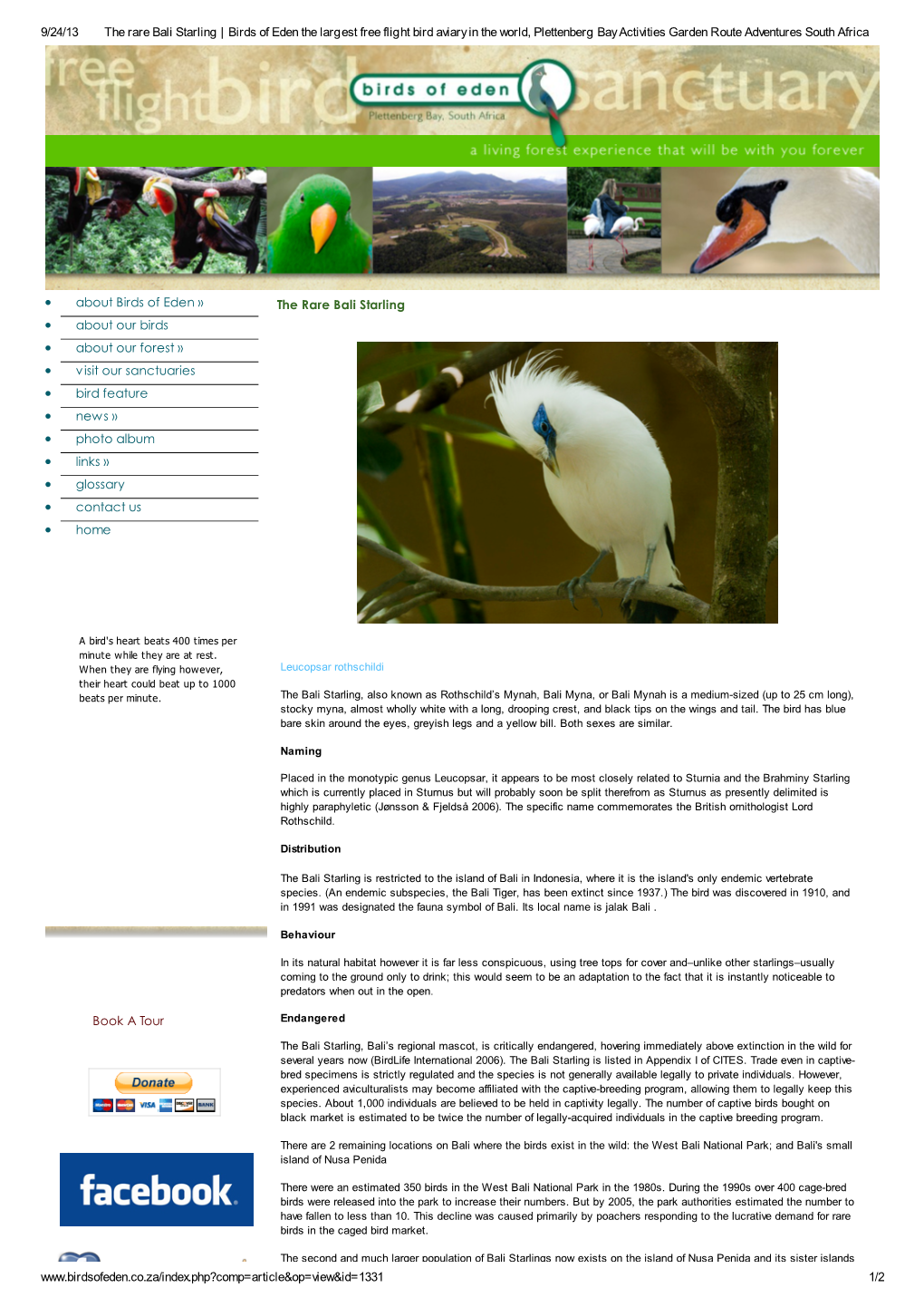 The Rare Bali Starling | Birds of Eden the Largest Free Flight Bird Aviary in the World, Plettenberg Bay Activities Garden Route Adventures South Africa
