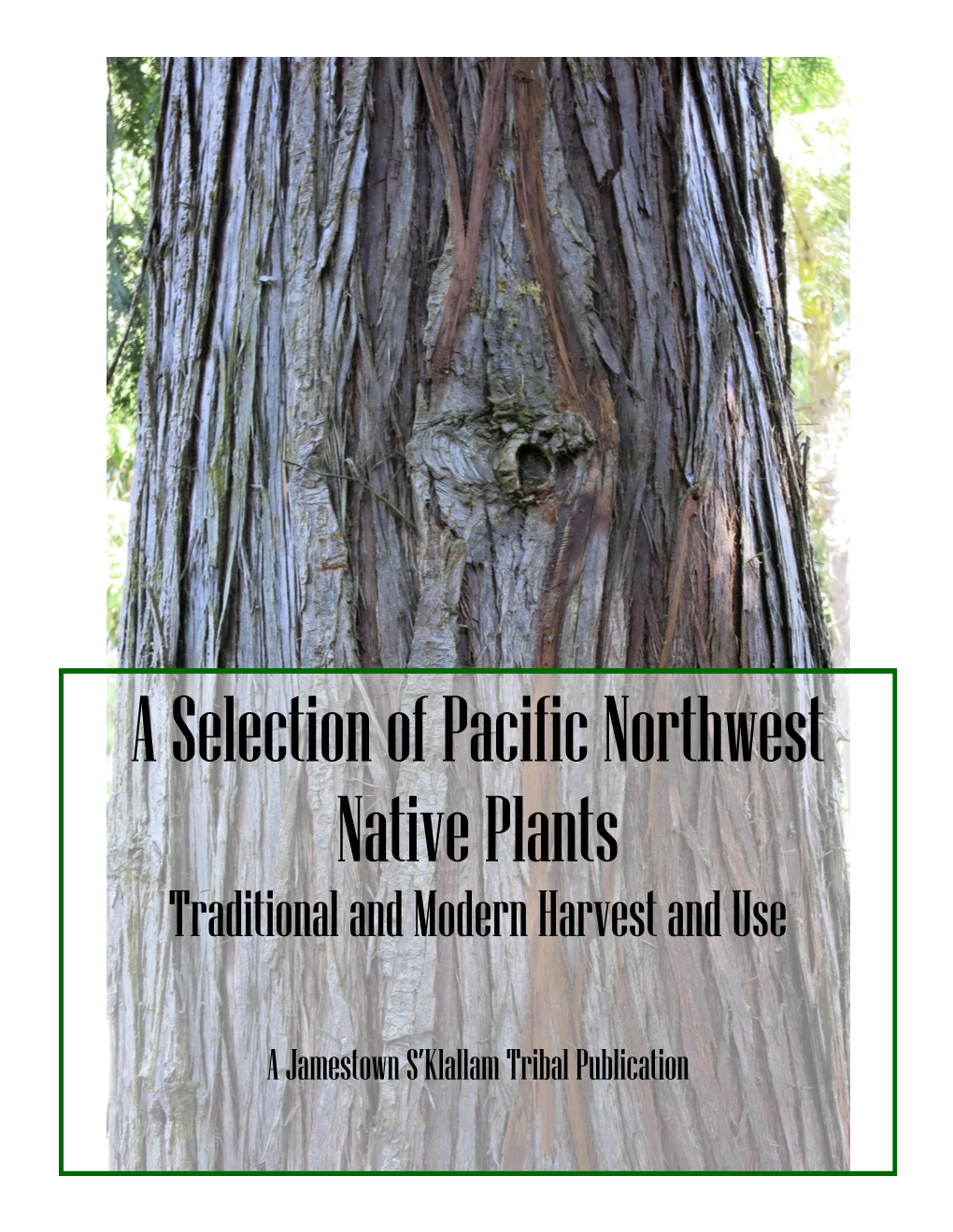 A Selection of Pacific Northwest Native Plants Traditional and Modern Harvest and Use