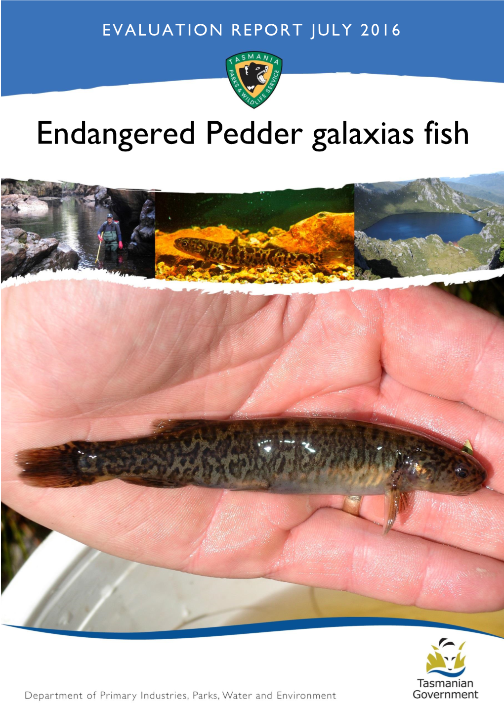 Endangered Pedder Galaxias Fish