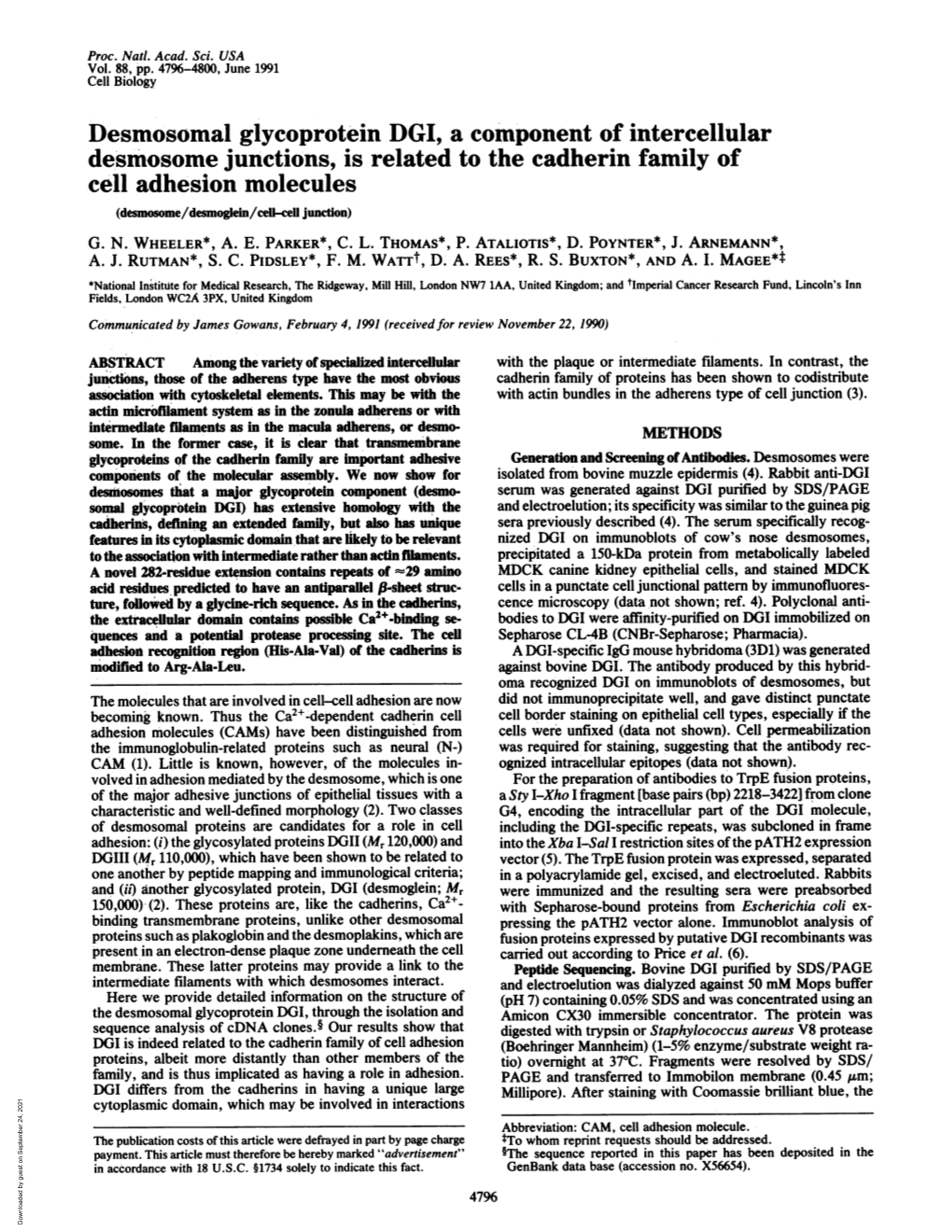 Desmosomal Glycoprotein DGI, a Component of Intercellular Cell