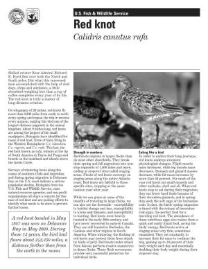 Red Knot BW Fact Sheet