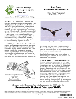 Bald Eagle, Haliaeetus Ieucocephalus, Natural Heritage and Endangered Species Program