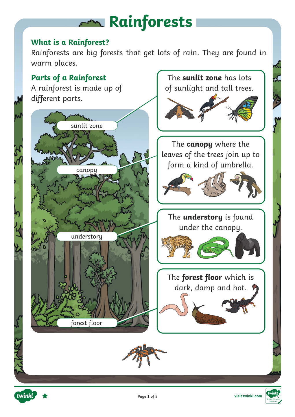 Rainforests What Is a Rainforest? Rainforests Are Big Forests That Get Lots of Rain