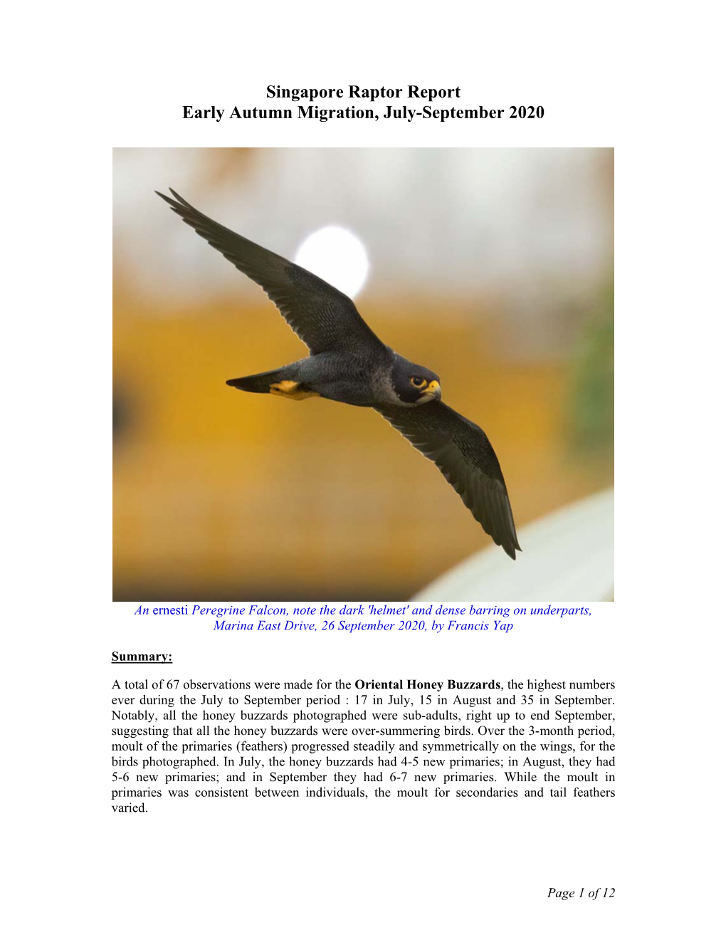 Singapore Raptor Report, Early Autumn Migration, Jul-Sep 2020