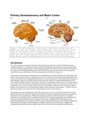 Primary Somatosensory and Motor Cortex