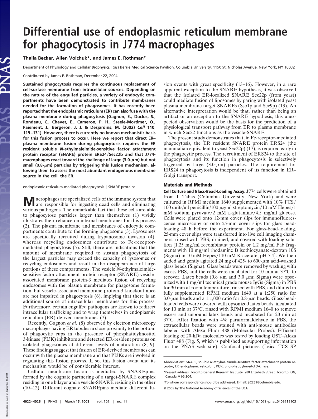 Differential Use of Endoplasmic Reticulum Membrane for Phagocytosis in J774 Macrophages