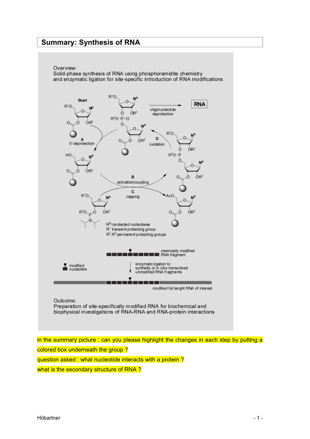 Synthesis of RNA - Stamm Revision