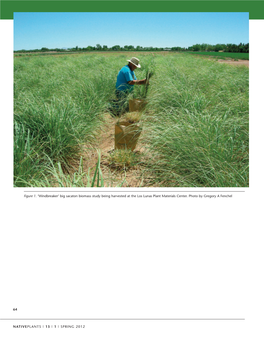 'Windbreaker' Cultivar Big Sacaton a Foundation Class of Certified Seed
