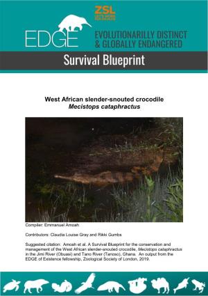 West African Slender-Snouted Crocodile Mecistops Cataphractus