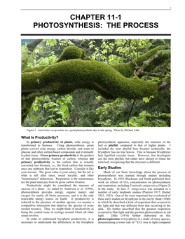 Chapter 11-1 Photosynthesis: the Process