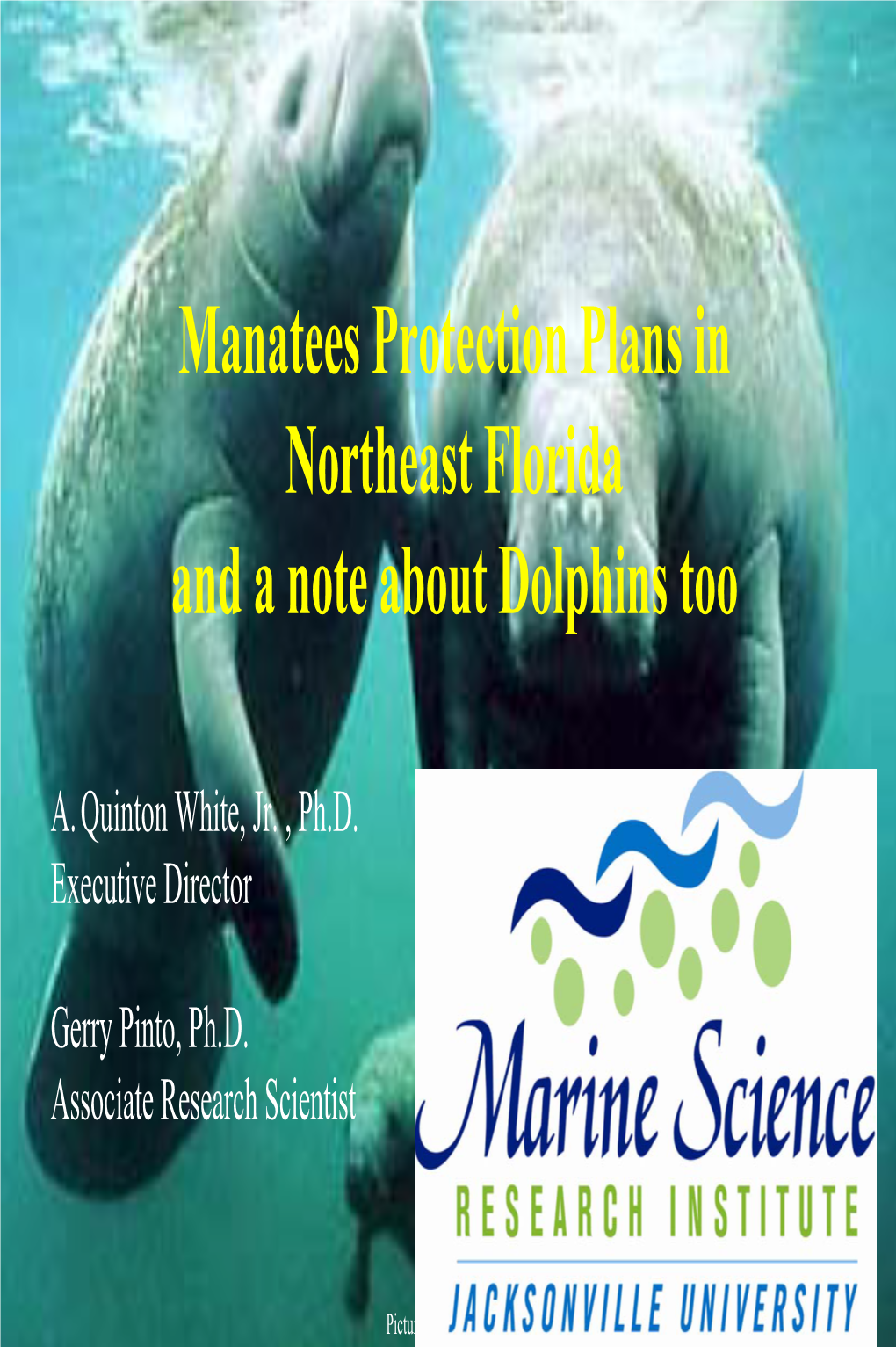 Manatees Protection Plans in Northeast Florida and a Note About Dolphins Too