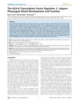 The HLH-6 Transcription Factor Regulates C