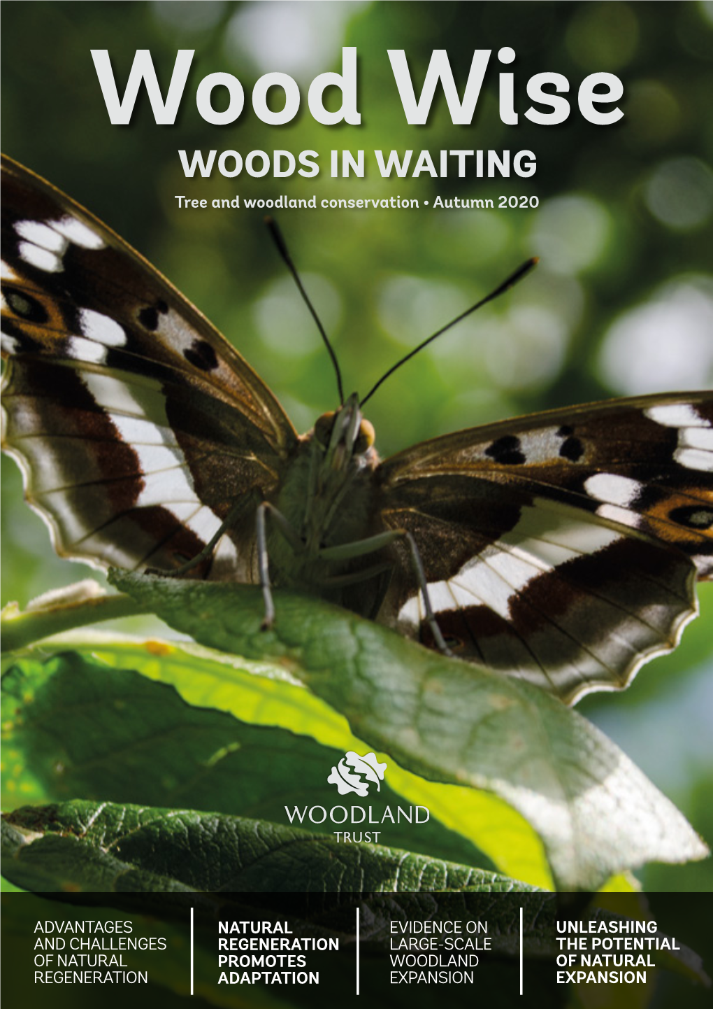 Woodwise, Woods in Waiting, Autumn 2020