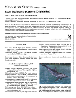 Steno Bredanensis (Cetacea: Delphinidae)