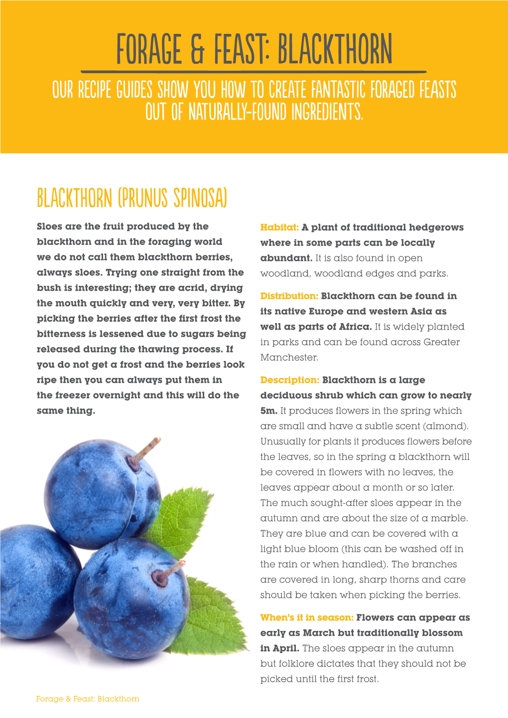 Blackthorn I Our Recipe Guides Show You How to Create Fantastic Foraged Feasts out of Naturally-Found Ingredients