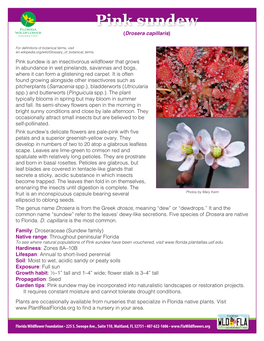 Pink Sundew (Drosera Capillaris)