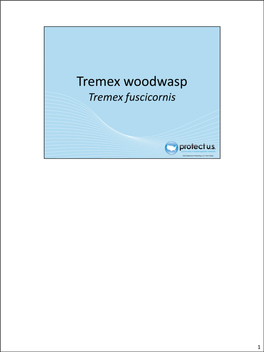 Tremexwoodwasp.Pdf