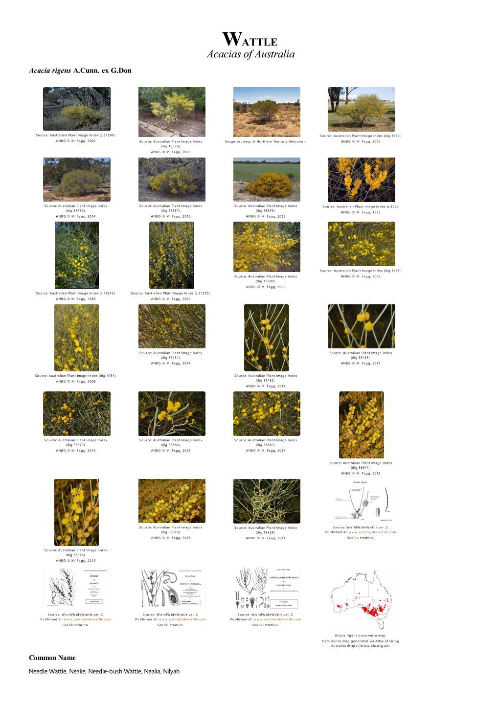 Acacia Rigens A.Cunn