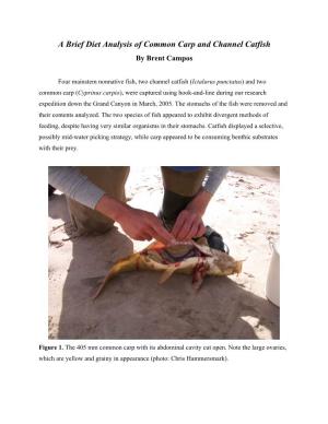 A Brief Diet Analysis of Common Carp and Channel Catfish by Brent Campos