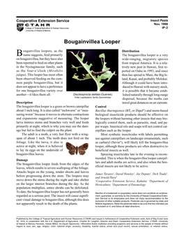 Bougainvillea Looper