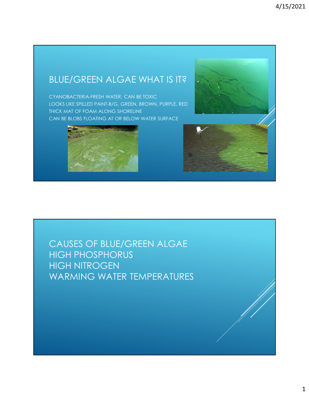 Blue/Green Algae What Is It?