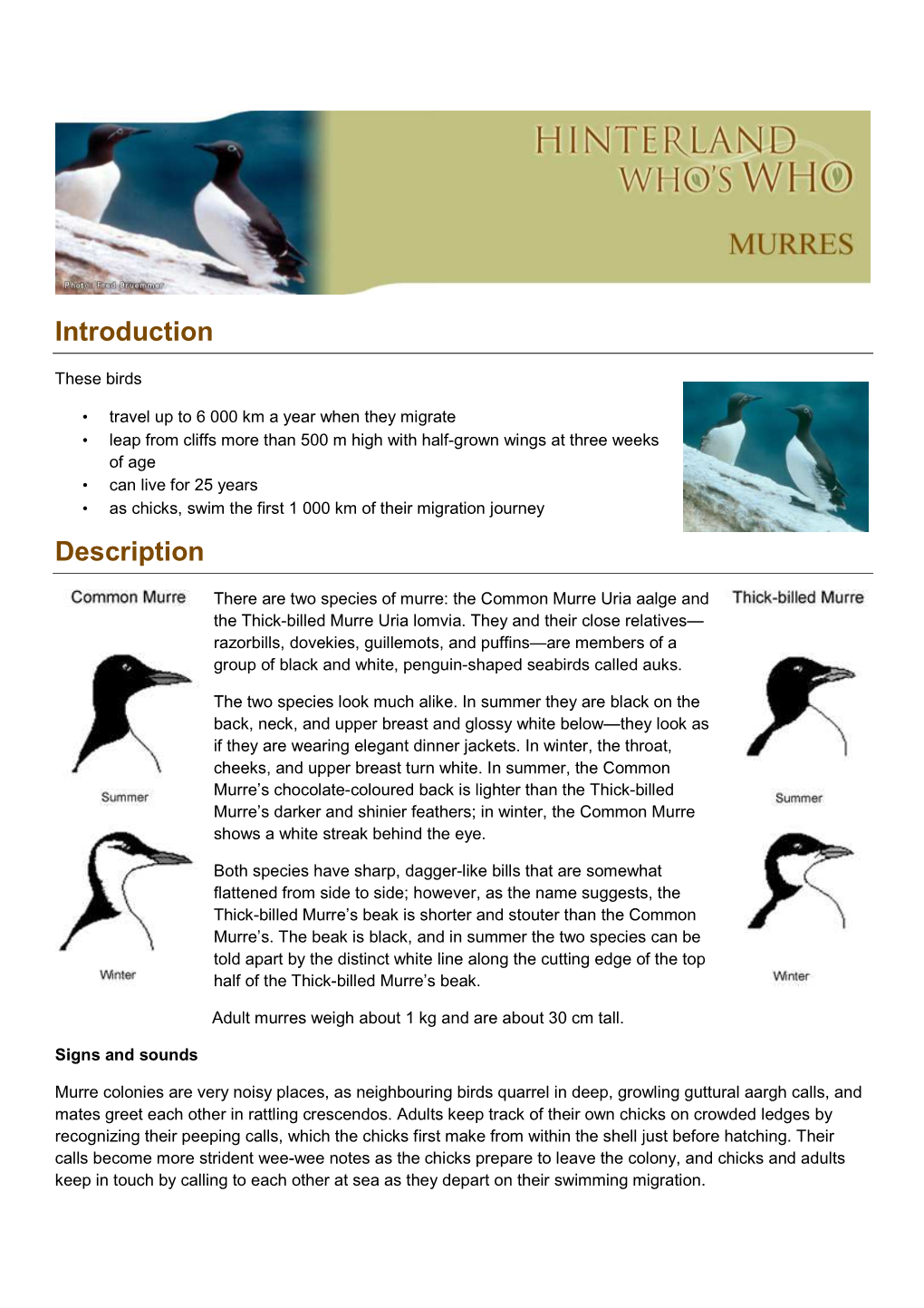 Murres-En.Pdf