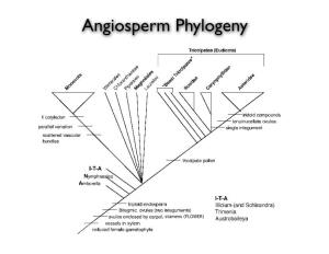 Angiosperm Phylogeny