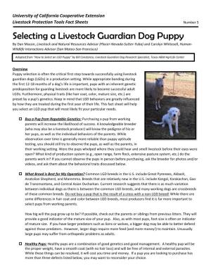 Selecting a Livestock Guardian Dog Puppy