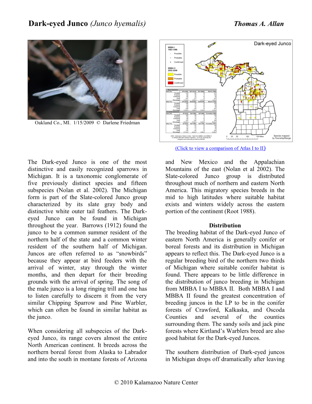 Dark-Eyed Junco (Junco Hyemalis) Thomas A