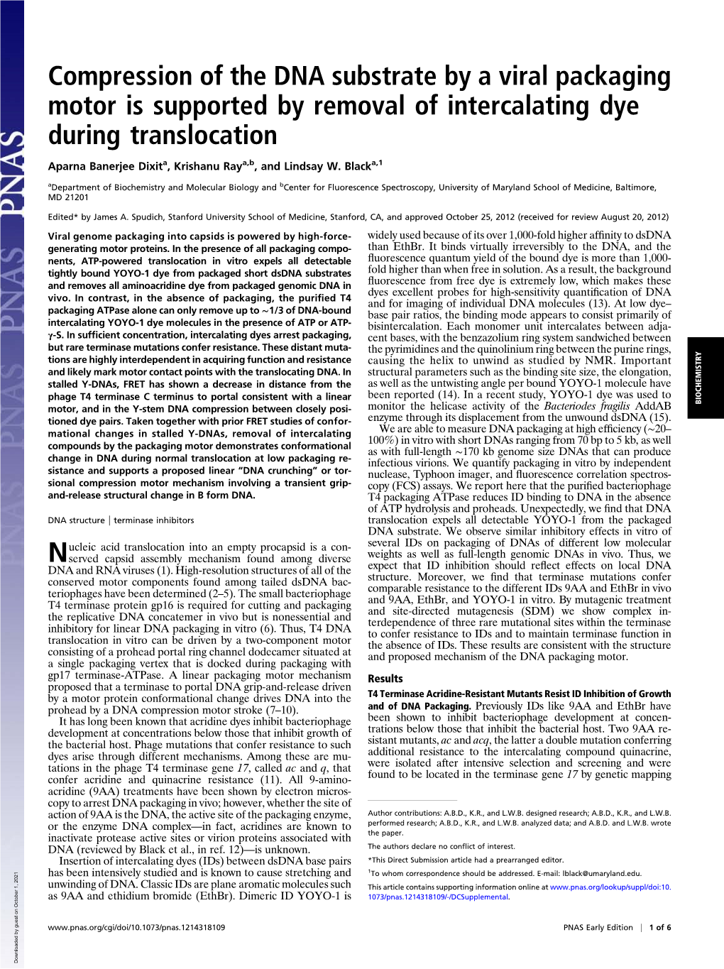 Compression of the DNA Substrate by a Viral Packaging Motor Is Supported by Removal of Intercalating Dye During Translocation