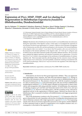 Expression of Piwi, MMP, TIMP, and Sox During Gut Regeneration in Holothurian Eupentacta Fraudatrix (Holothuroidea, Dendrochirotida)