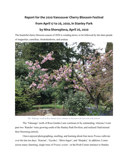 Report for the 2020 Vancouver Cherry Blossom Festival from April 17 to 26, 2020, in Stanley Park by Nina Shoroplova, April