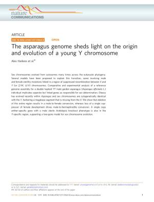 The Asparagus Genome Sheds Light on the Origin and Evolution of a Young Y Chromosome