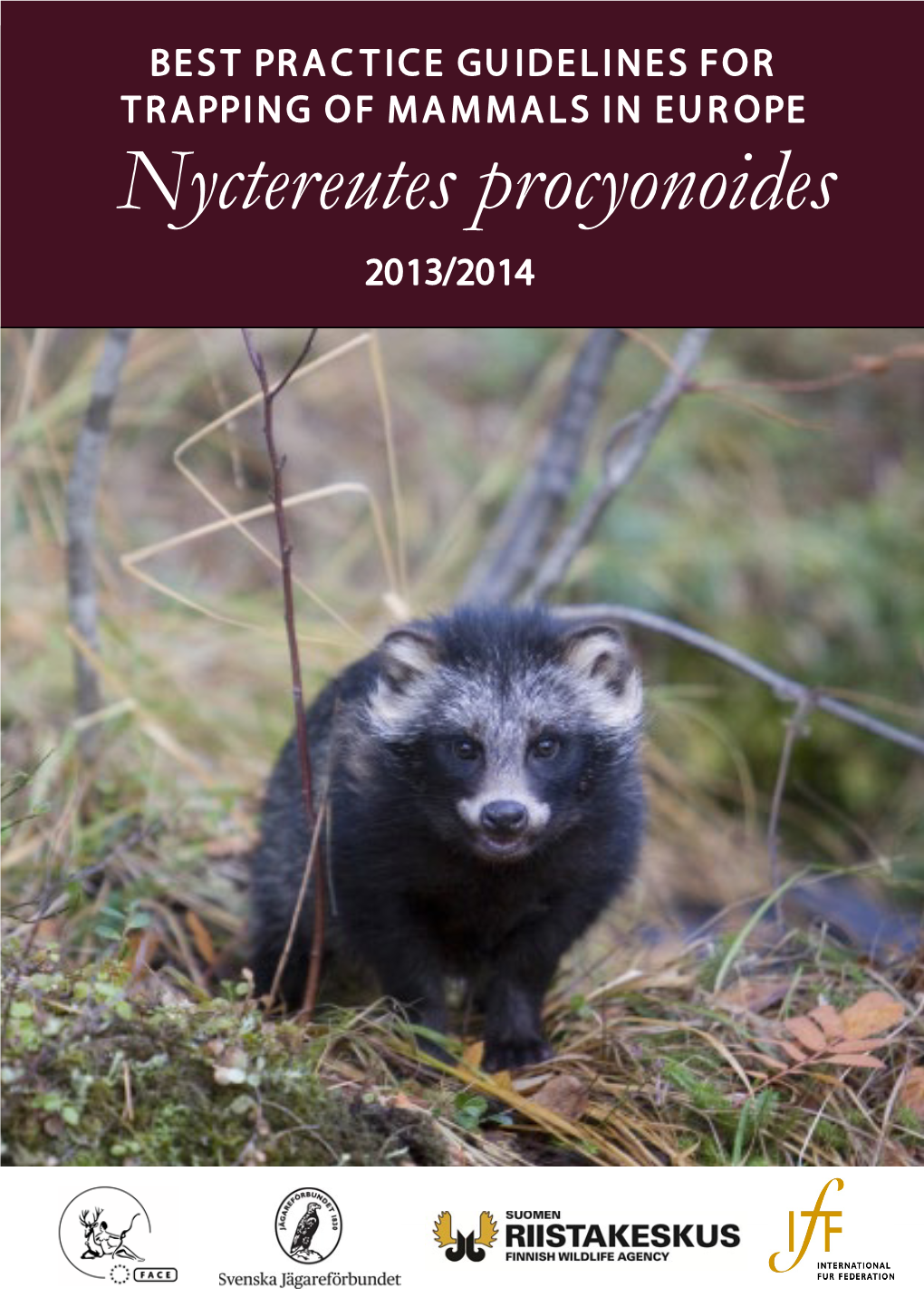 Nyctereutes Procyonoides 2013/2014