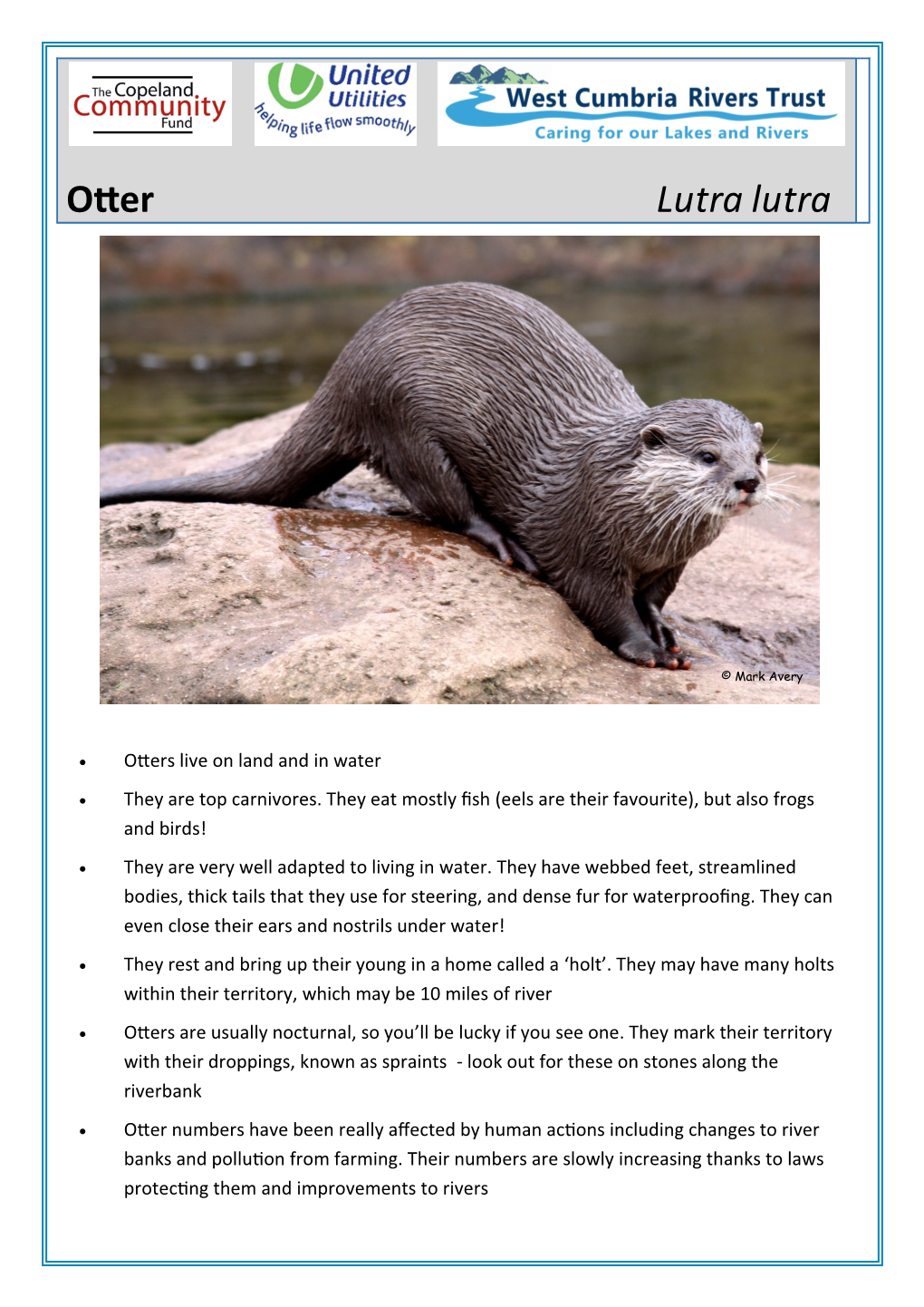 Otter Lutra Lutra
