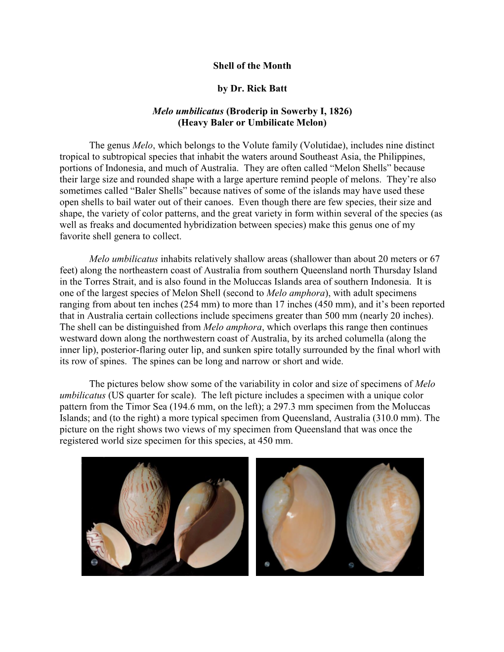 Shell of the Month by Dr. Rick Batt Melo Umbilicatus (Broderip In