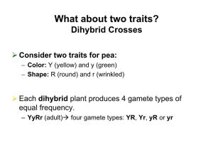 What About Two Traits? Dihybrid Crosses