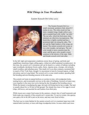 Eastern Screech-Owl (Otus Asio)