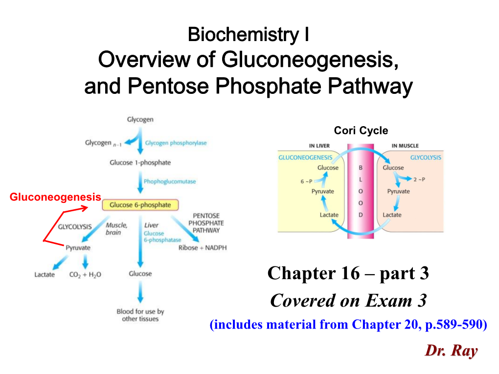 Overview Of Gluconeogenesis, And Pentose Phosphate Pathway - DocsLib