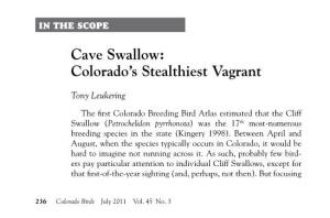 Cave Swallow: Colorado’S Stealthiest Vagrant