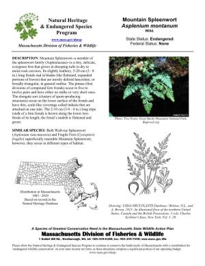 Mountain Spleenwort Asplenium Montanum