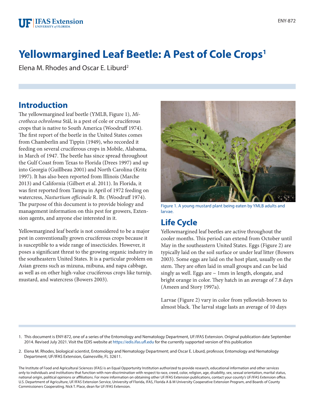 Yellowmargined Leaf Beetle: a Pest of Cole Crops1 Elena M