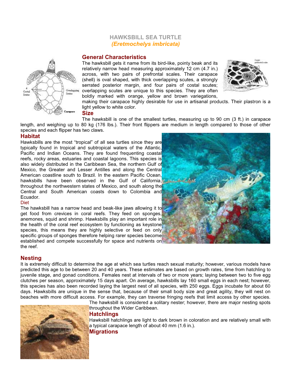 Eretmochelys Imbricata (.Pdf)