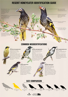 Regent Honeyeater Identification Guide