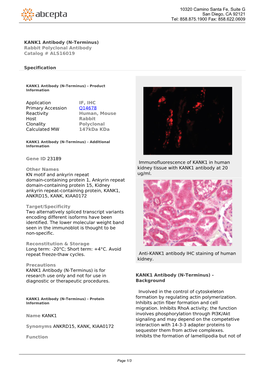 KANK1 Antibody (N-Terminus) Rabbit Polyclonal Antibody Catalog # ALS16019