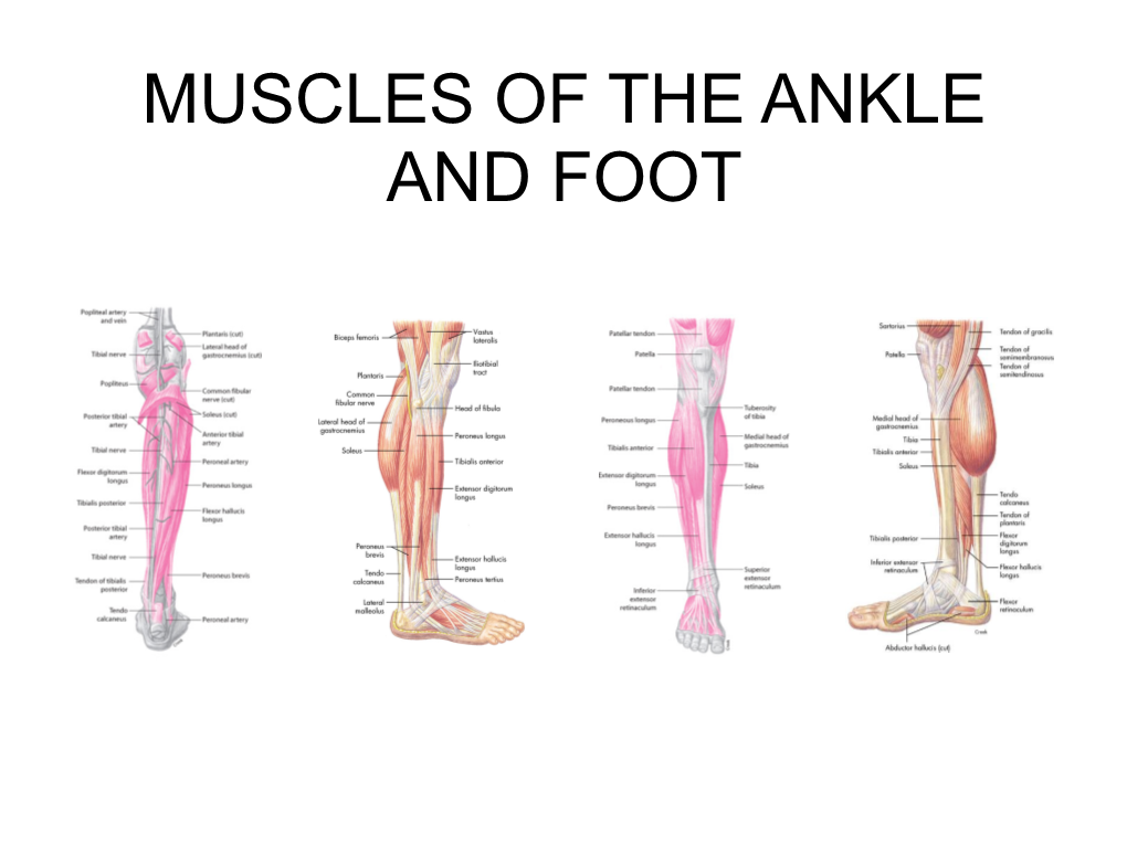 muscles-of-the-ankle-and-foot-posterior-versus-anterior-docslib