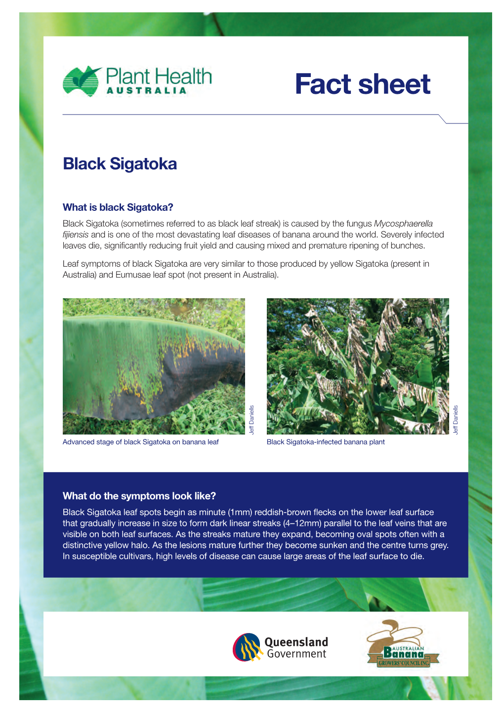 Fact Sheet Black Sigatoka