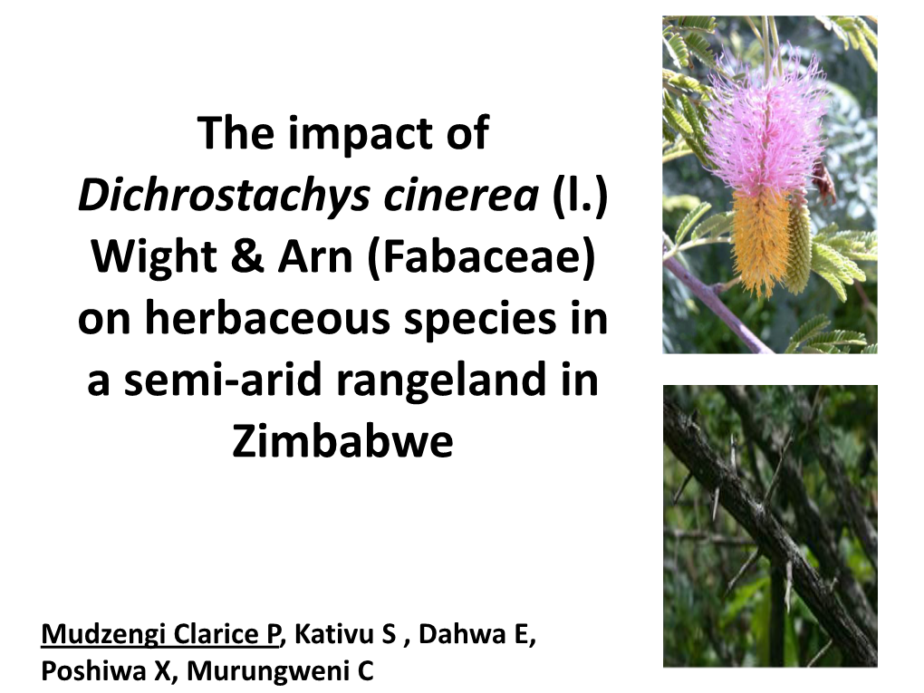 The Impact of Dichrostachys Cinerea (L.) Wight & Arn (Fabaceae) on Herbaceous Species in a Semi-Arid Rangeland in Zimbabwe